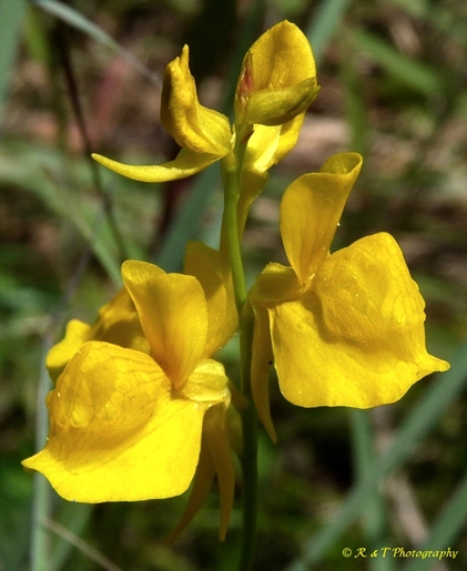{Utricularia cornuta}